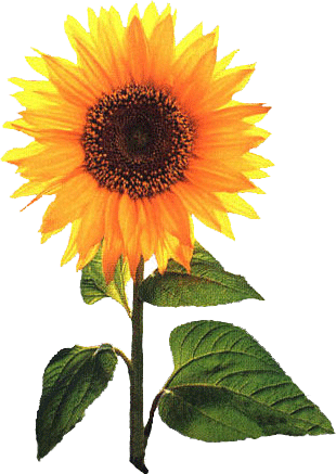 clip art sunflower. sunflower