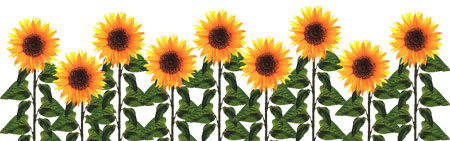 sunflowers